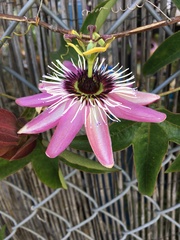 Passiflora × violacea