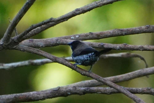 Black-faced Munia (Lonchura molucca)