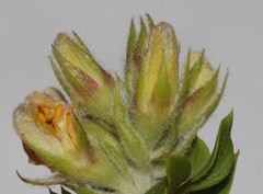 Aspalathus cytisoides