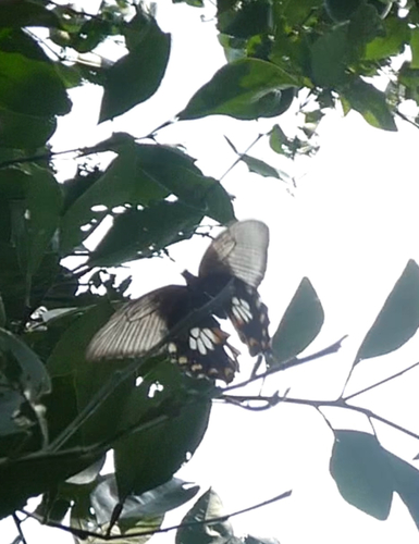 Common Mormon Swallowtail