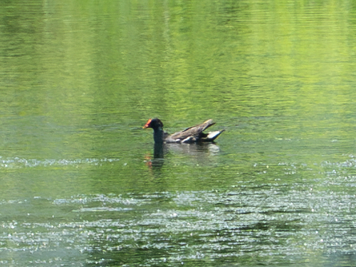 Eurasian Moorhen