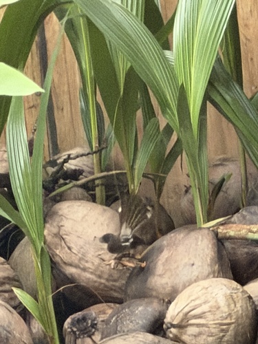 Malaysian Pied-Fantail