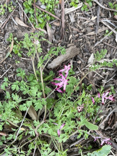 common ramping-fumitory