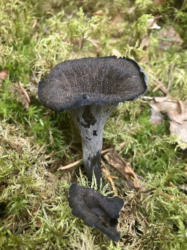 Horn-of-plenty