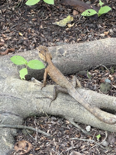 Ayeyarwady Forest Agama