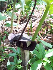 Arisaema thunbergii urashima