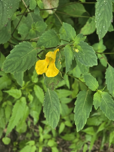 Touch-me-not Balsam