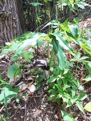 Arisaema thunbergii urashima
