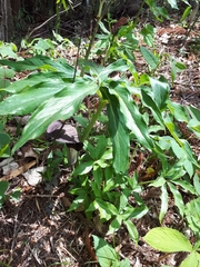 Arisaema thunbergii urashima