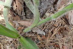 Tradescantia reverchonii