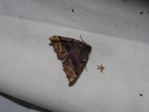 Honest Pero Moth and Allies photo 5