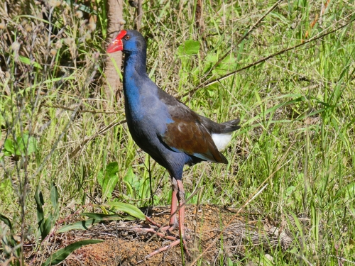 Australasian Swamphen
