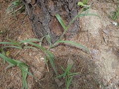 Tradescantia reverchonii