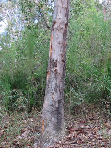 Eucalyptus punctata, photograph 5
