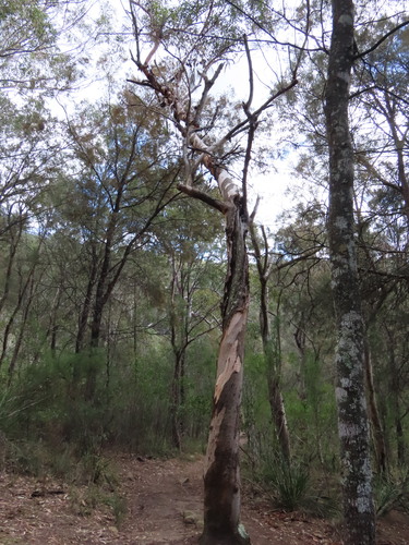 Eucalyptus punctata, photograph 6