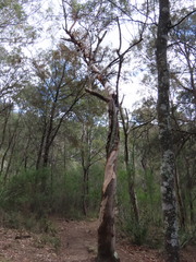 Eucalyptus punctata, photograph (c) ian_mcallan, some rights reserved (CC BY)