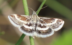 Atralata albofascialis