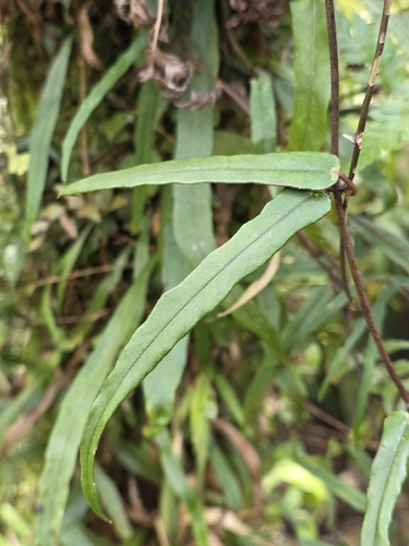 Parsonsia capsularis, photograph 4