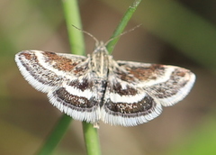 Atralata albofascialis