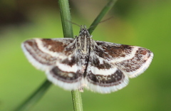 Atralata albofascialis