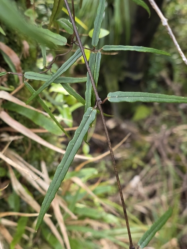 Parsonsia capsularis, photograph 5