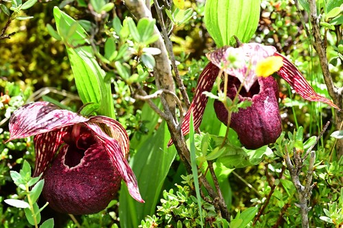 Tibetan Lady's Slipper Orchid