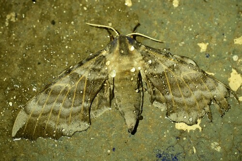 Aspen Hawkmoth