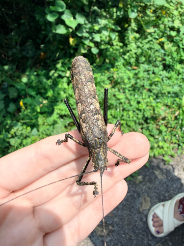 Tegra novaehollandiae