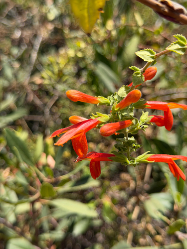 Keckiella cordifolia, photograph 4