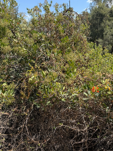 Keckiella cordifolia, photograph 5