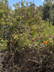 Keckiella cordifolia, photograph (c) klicklo, some rights reserved (CC BY)