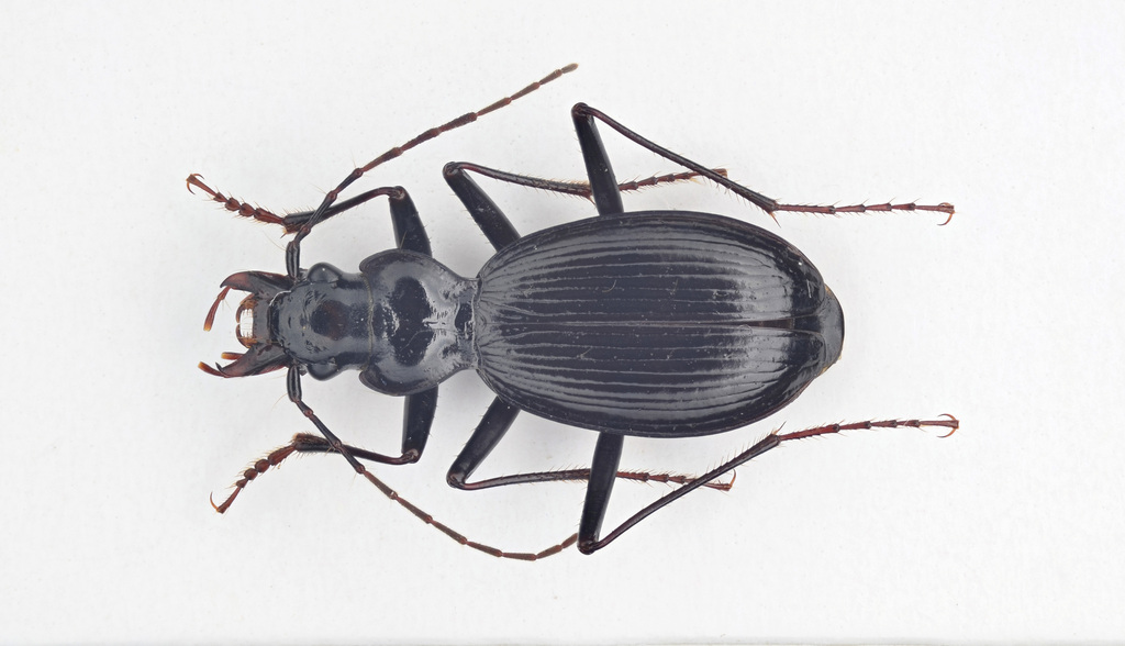 Nebria vicina