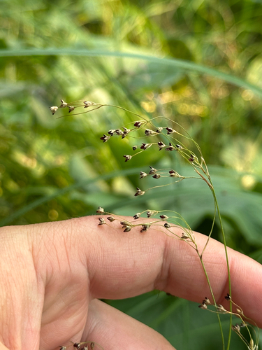 Luzula parviflora, photograph 2