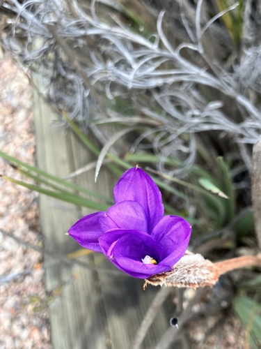 Patersonia lanata lanata