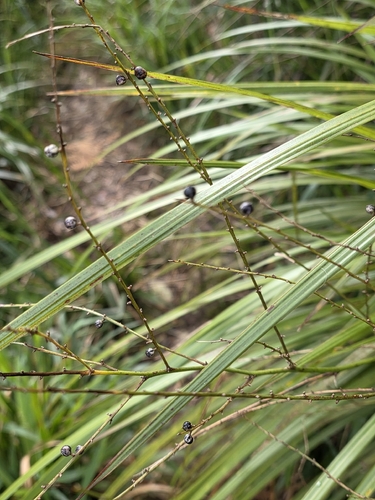 Cordyline pumilio