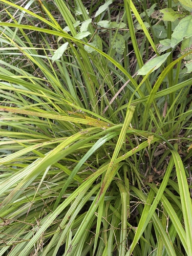 Cordyline pumilio, photograph 2