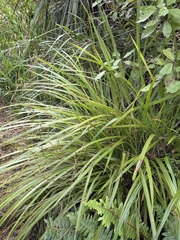 Cordyline pumilio, photograph author not stated, no rights reserved