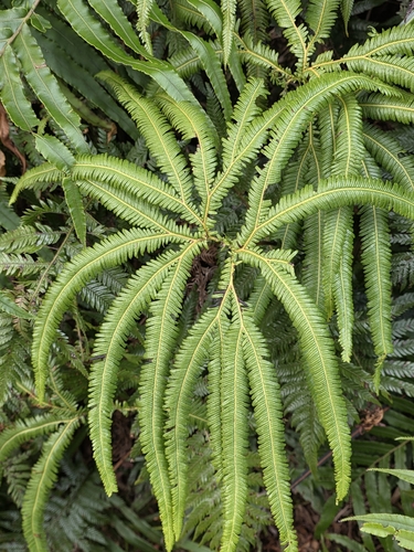 Sticherus cunninghamii, photograph 3