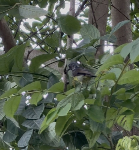 Ornate Sunbird