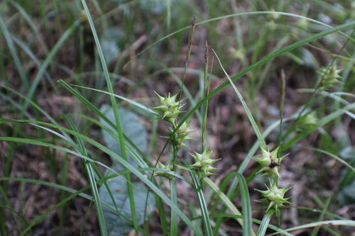 Carex louisianica, 2026-08-04