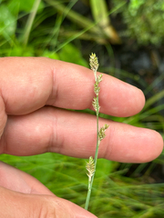 Carex canescens, photograph author not stated, no rights reserved