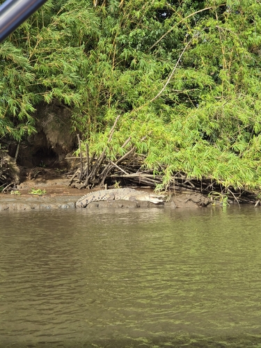 American Crocodile
