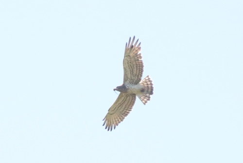 Short-toed Snake-Eagle