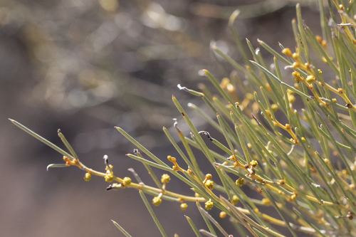 Acacia rigens