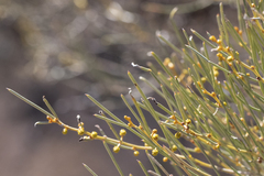 Acacia rigens