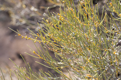 Acacia rigens, photograph author not stated, no rights reserved