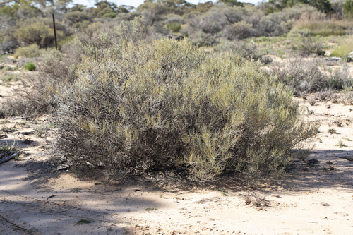 Acacia rigens, photograph 2