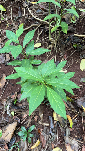 Citharexylum spinosum observed 2026-08-05