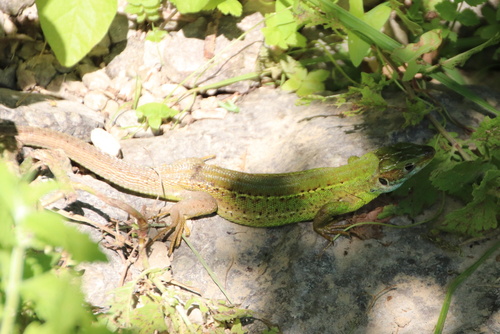Green Lizard