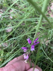 Polygala comosa